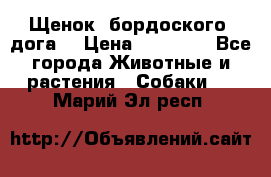 Щенок  бордоского  дога. › Цена ­ 60 000 - Все города Животные и растения » Собаки   . Марий Эл респ.